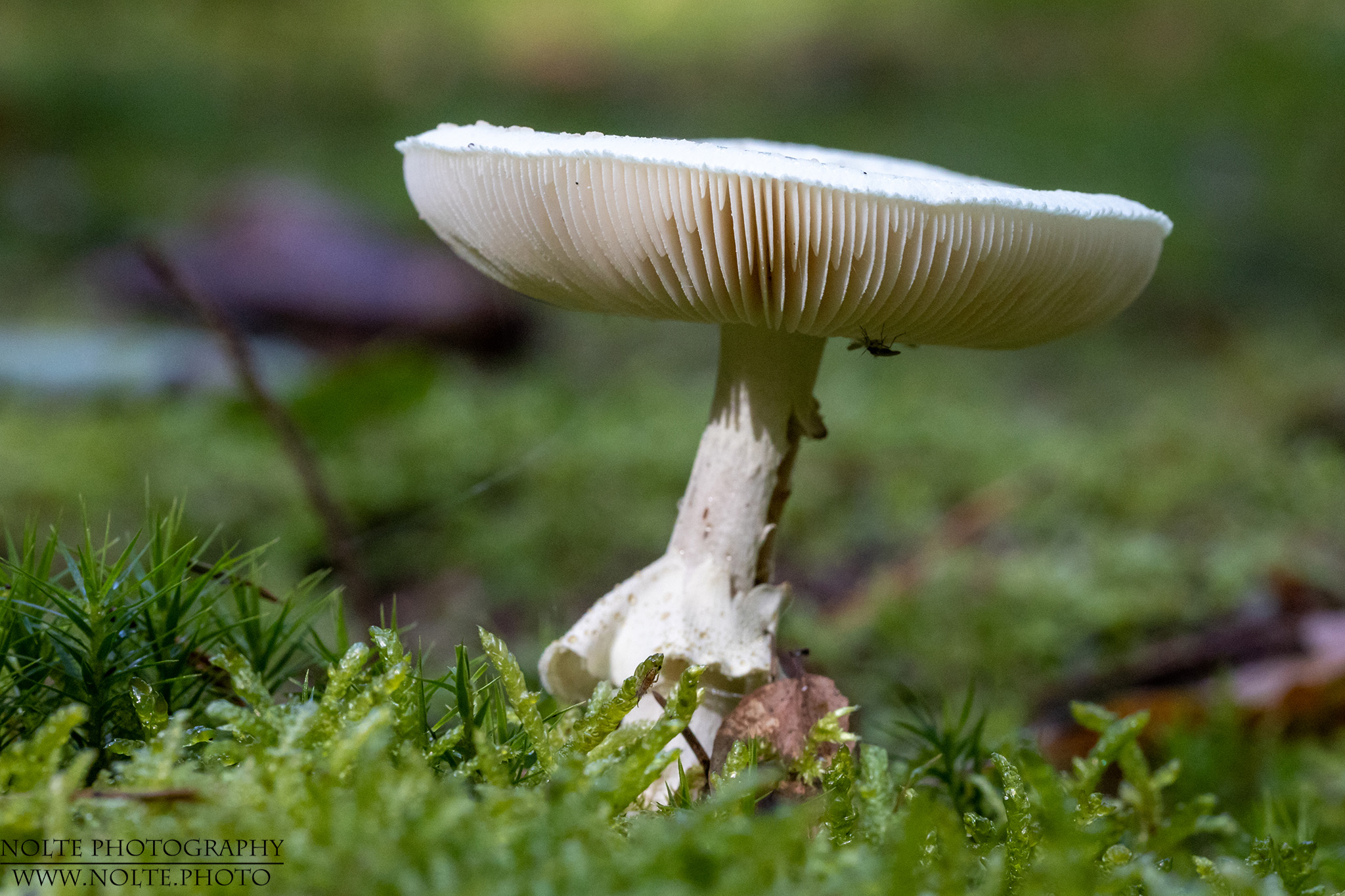 Pilz mit weissem flachen Hut